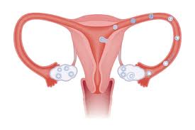 hvornår kan man blive gravid hvornår kan man blive gravid