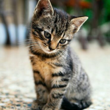 brown tabby kitten sitting on floor